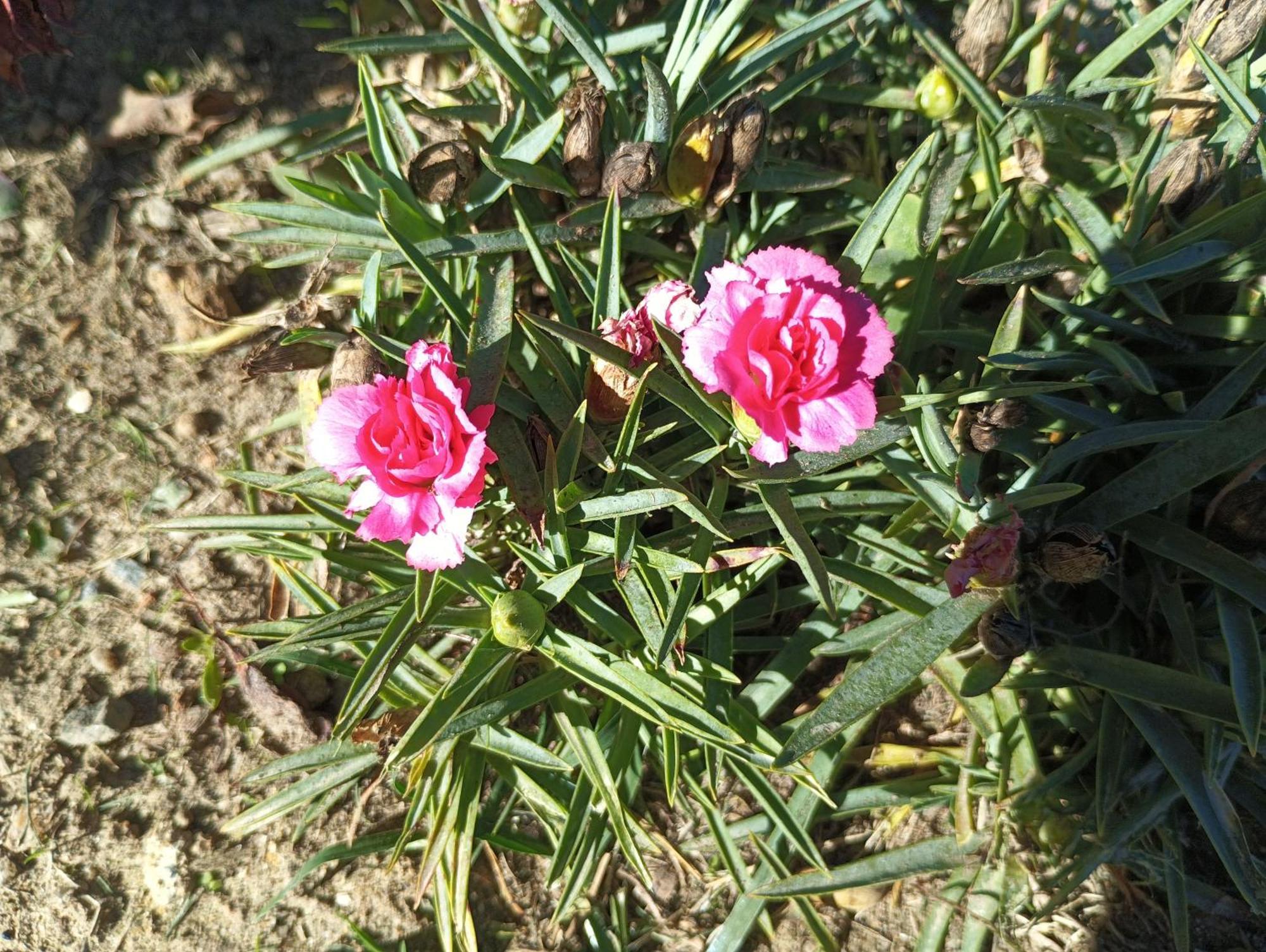 Meuble De Tourisme Classe 3 Etoiles Le Ptit Coin De Soleil - Saint Ciers D'Abzac מראה חיצוני תמונה